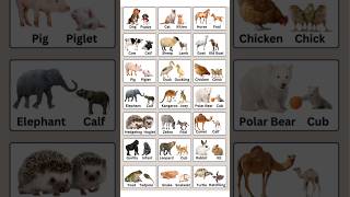 ANIMALS AND THEIR BABY NAMES🤗🤍✨️#shorts #everyday #english