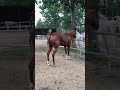 The Mare Ready For Mating Shorts