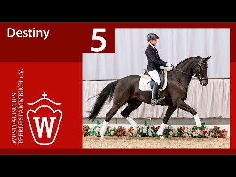 05 Destiny Stute v. Desperados - Dresemann