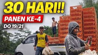 Download lagu Panen Ayam Broiler Umur 30 Hari  Panen Ke 4 Sistem Kemitraan DO 19/21 mp3