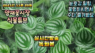 2021년 11월 20일 토요일  예쁜식물 보면서  수다떨어봐요 #양재꽃시장 #식물튜브