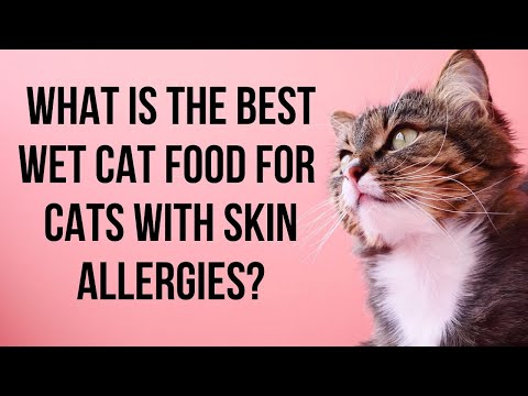 What is the best cat food for sensitive skin cats and allergies | Best cat food reviews