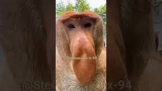 Download lagu BRAINROT ANIME: ENDING tapi versi Dunia nyata • Lagu Anomali #brainrots #animals #indodinos #memes mp3