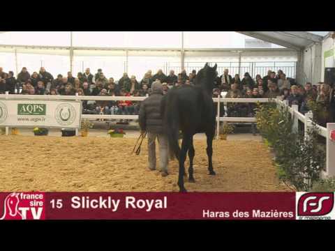Lot 15 Slickly Royal, Salon des Etalons du Lion 2016