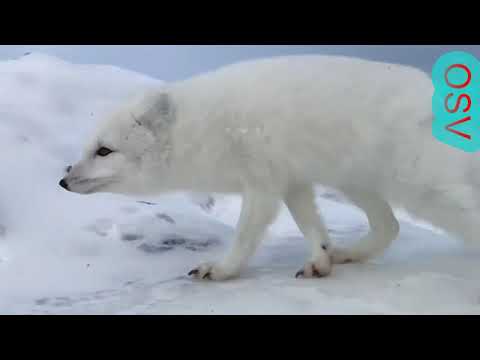 Friendly Arctic Fox Greets Explorers online super videos