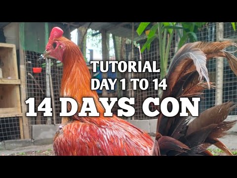 PAANO GUMAWA NG 14 DAYS CON