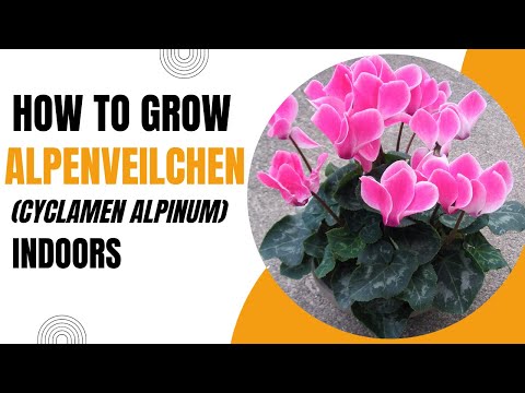 , title : 'How to Grow Alpenveilchen Cyclamen Alpinum Indoors'