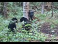 Two Black Bear Fighting On Hind Legs Muskokawildlife
