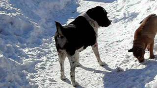 Fighting Ca de Bou and the CAO