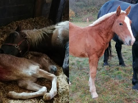 Bergdiamants Reise zum Glück des Lebens