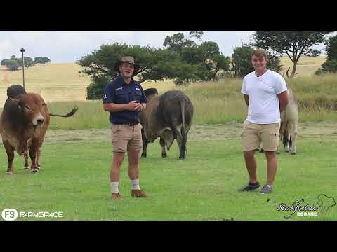 Ons het by Sterkfontein Borane gaan inloer om te hoor wat hy dié jaar by sy veiling gaan aanbied.
