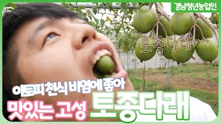 토종다래 먹방!! 토종다래를 키우게된 청년농부 / 경남고성 토종다래 농장 #토종다래 #키위 #참다래