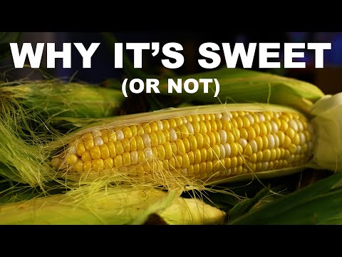 How science saves sweet corn