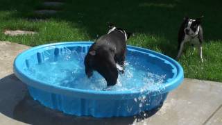 preview picture of video 'Boston Terrier Water Park...part 2'