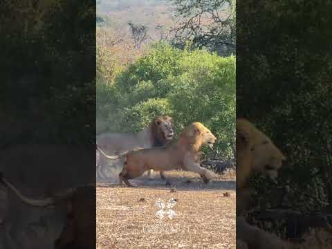 Lion Fight- Huge Male Lions Ambush Unsuspecting Rivals