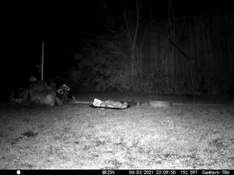 Dark Cat Hunting a Mouse Tom & Jerry style in Cambridge UK 4 March 2021 1110pm C Trail Camera