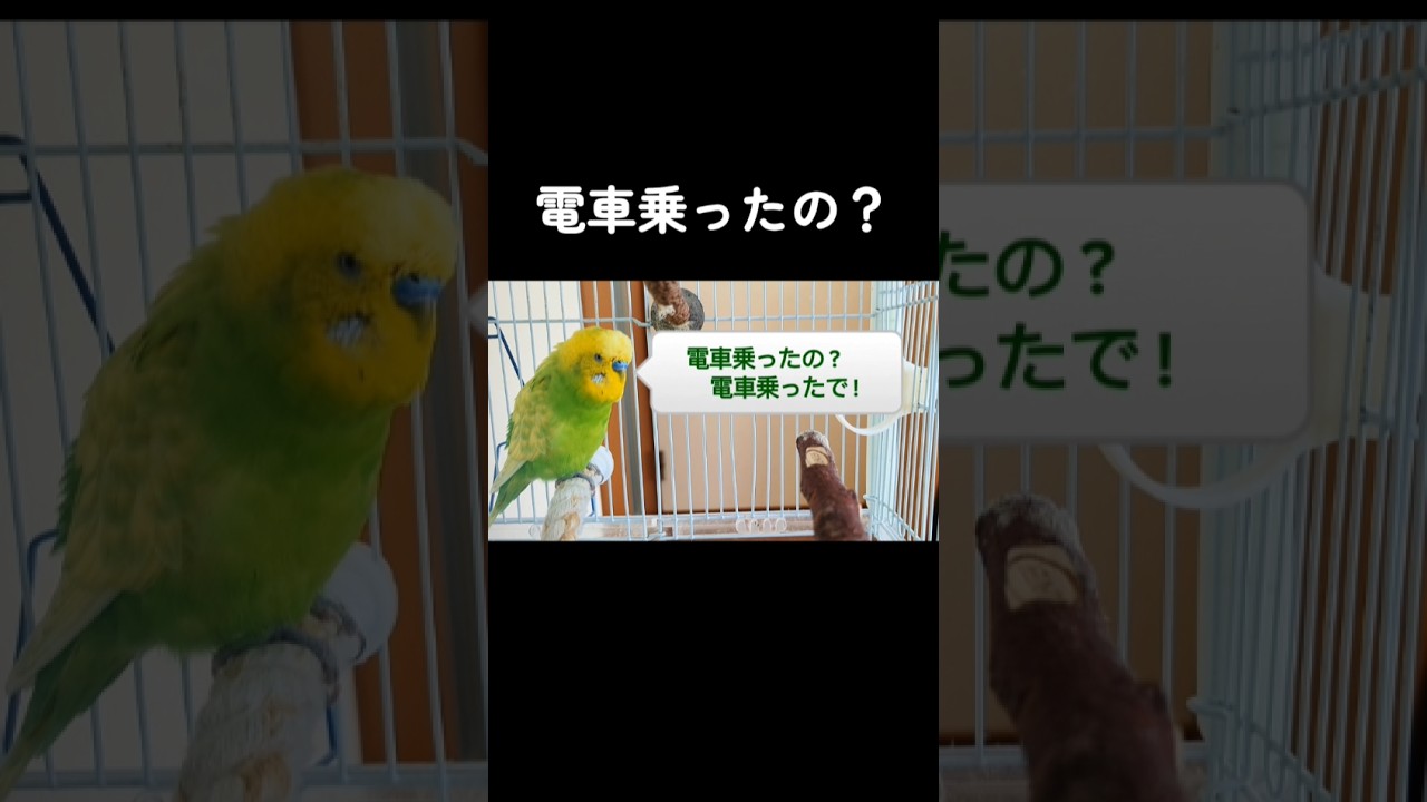 インコ「電車乗ったの？」「電車乗ったで！」←会話成立してるw