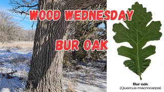 The mighty Bur Oak!  Wood Wednesday