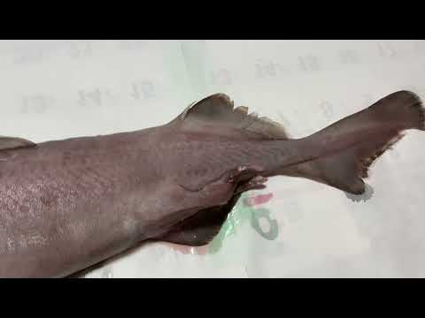 動画魚類図鑑NO.79 ヘラツノザメ＆NO.80 サガミザメ