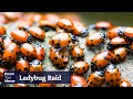 Did a TikToker Release 100 Million Ladybugs in Central Park?