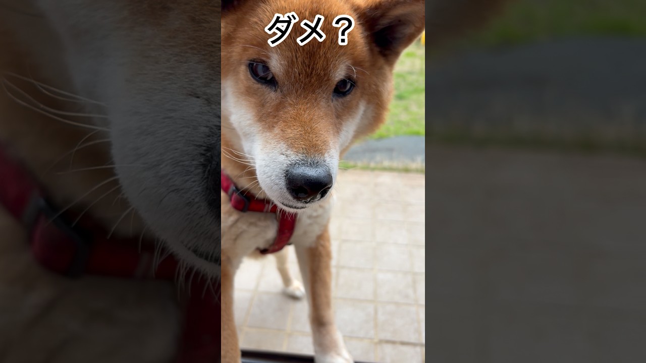 ’26.3.31 力丸VS雨雲レーダー？ #柴犬 #shibainu #柴犬のいる暮らし #柴犬の日常 #雨の日 #力丸