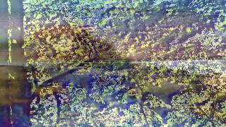 Morgan Delt - The Age of the Birdman [Music Video]