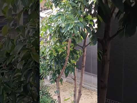 園芸 アボカド、特別な果物