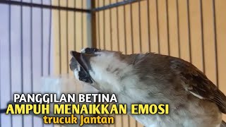 Download lagu Trucuk BETINA memanggil Jantan Suara Birahi Ngecuplik 100% pancingan trucukan gacor agar BUNYI EMOSI mp3