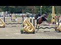 Vente jument baie de 10 ans, Belgian Warmblood