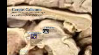 Tour of the Mammalian Brain