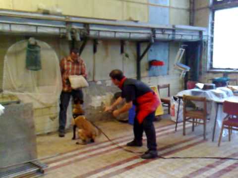 Iris Anubis the Second   zadržanie v hale - Martinský klub športovej kynológie