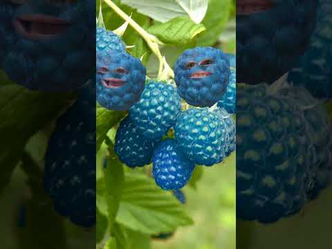2 blue raspberries 