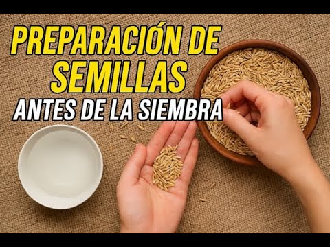 Preparación de Semilla Mavuno para siembra - La Gloria Cesar