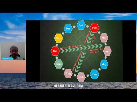 Haitham Al Rawahi | Arabian Tahr… The Hidden Jewels of Oman's Hajar Mountains