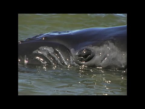 Untamed and Uncut - Graham Island beached humpback whale