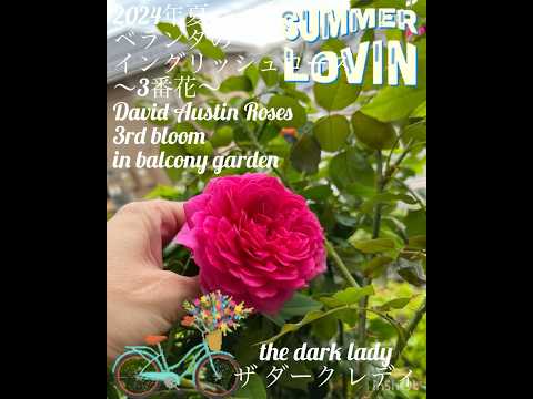 低木バラ「ネバダ」 植物