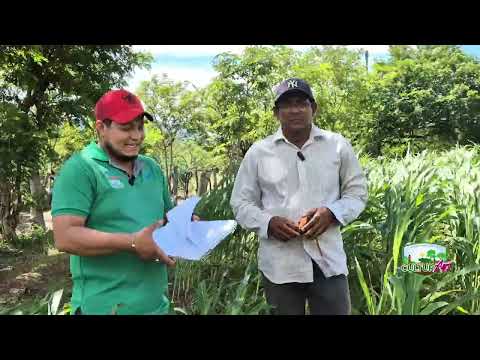 Producción de sorgo en San Juan de Limay, Estelí