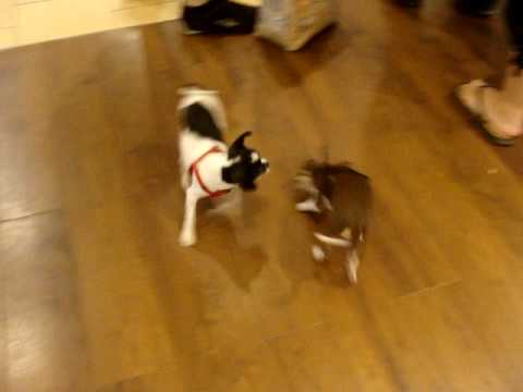 Fanfarella und Luna in Action