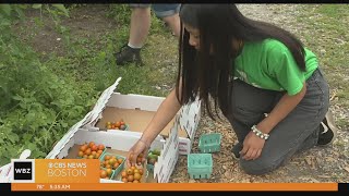 The Food Project teaches teens farming and how to sell the produce locally