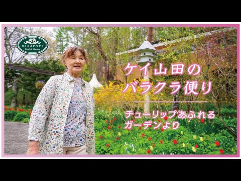 園芸 ロックチューリップ、ペルシャチューリップ、ラディッシュチューリップ