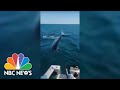 Watch Video Shows 7 Foot Mako Shark Jump Onto Fishing Boat In Maine