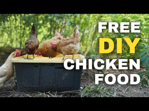 Easiest Black Soldier Fly Bin for FREE Chicken Food