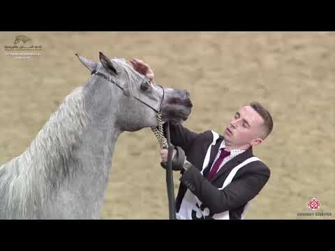 N 53 MARIA AL WAAB   10th Qatar International Arabian Peninsula Horse Show 2020   3 Years Old Fillie