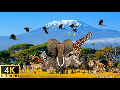Amazing Collection of African wildlife