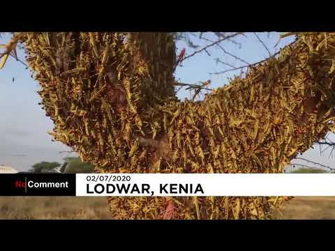 Karkalecat shkatërrojnë të korrat në Afrikën Lindore dhe Azinë e Jugut