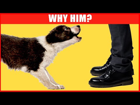 Is Your Dog Nervous Around Certain People? This May Be Why