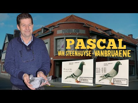 The Long-Distance Strain of Mr. Barcelona - The Vanbruaene Colony