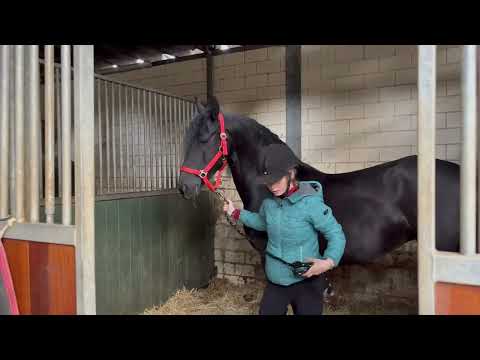 Stal Okkema's Bibi - Thorben x Olof - Ster Mare - 2016 - 1.60m