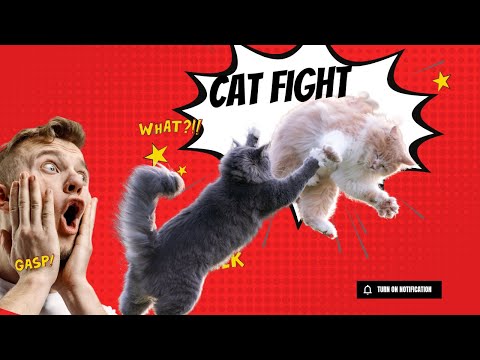 Cat Fight Noises | Cat Fight | Cat sound | Cat Fighting Voice | Cats Fight video #cats #cat #animal