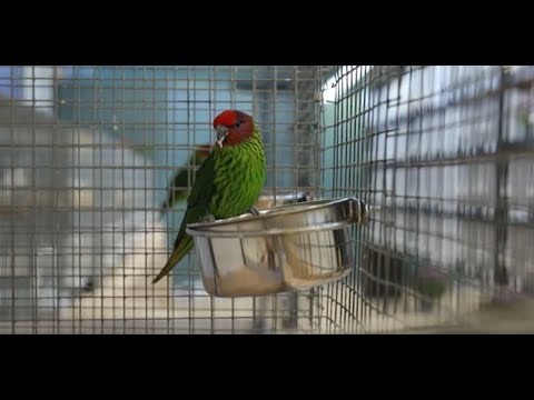 Vogelliefhebbers tonen trots hun mooiste vogels in Sint Anthonis